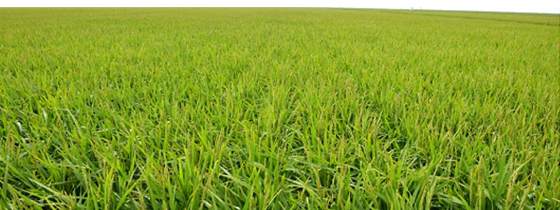 農(nóng)藥消泡劑效果圖